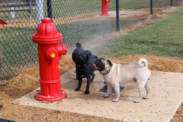 Copeland Leash Free Zone